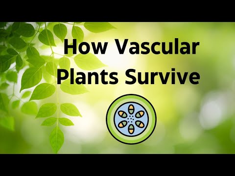 Vascular Plants Explained: Understanding Plant Cells, Water Movement, and Survival