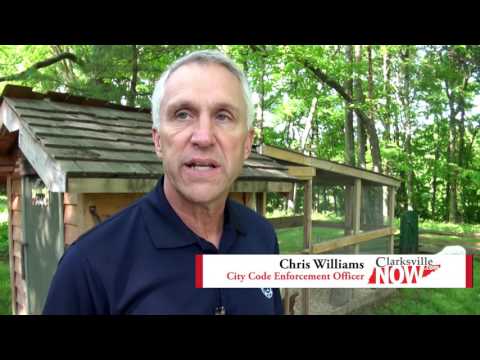 Learn about owning chickens in Clarksville