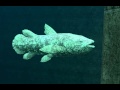 Endless Ocean 2: Legendary Creature Walkthrough