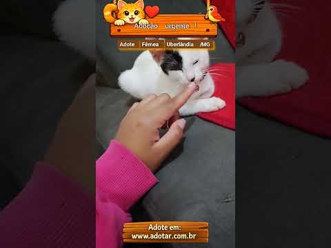 Vídeo de Adoção urgente! 