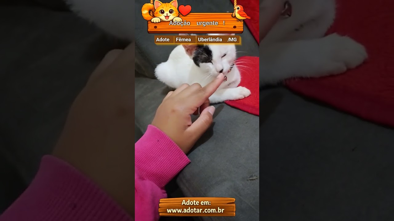 Gato raça SRD-ViraLata idade 2 a 6 meses nome Adoção urgente! 