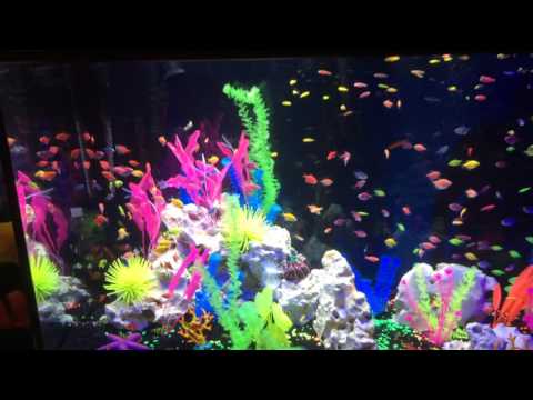 265 Gallon Glo-Fish Display Tank!