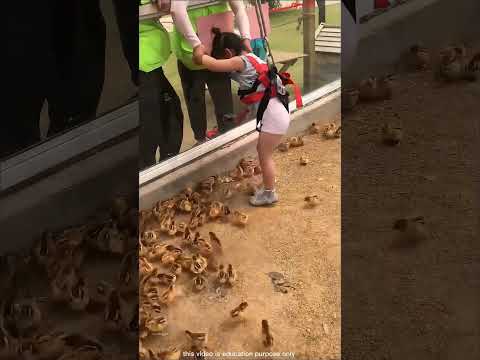 Security guard placed the little girl among chickens #shortsvideo