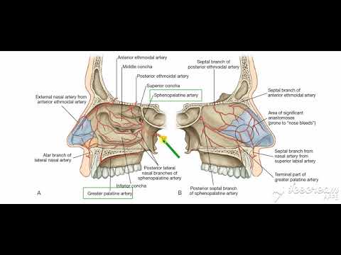 Nasal cavity blood supply