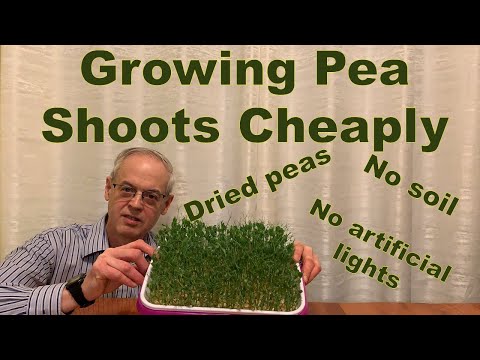 GROWING PEA SHOOTS In Water