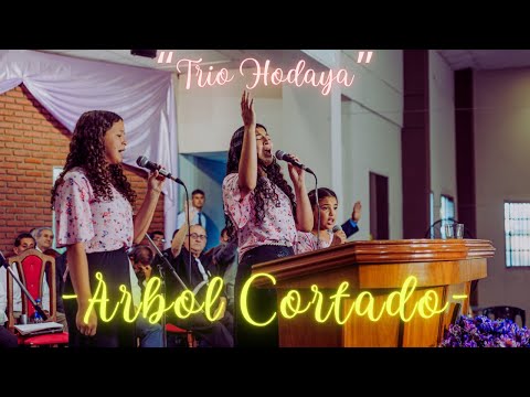 "Trio Hodaya" - Árbol cortado