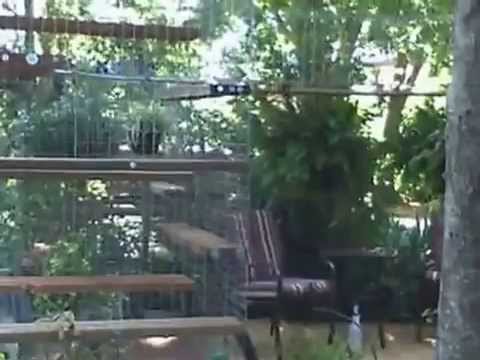 download lagu mp3 mp4 Enclos Exterieur Chat, download lagu Enclos Exterieur Chat gratis, unduh video klip Enclos Exterieur Chat