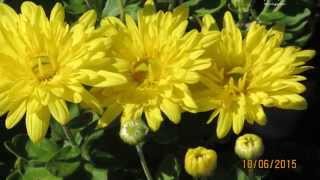 LOVE CITY -  SERGIO MENDES