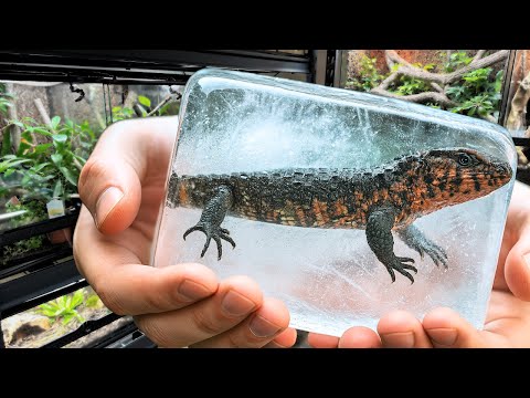 I’m About to Freeze My Reptiles – Here’s Why!