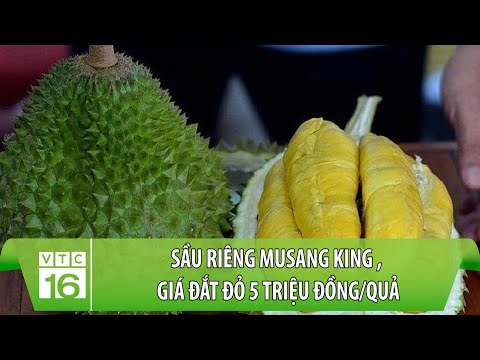 , title : 'Sầu riêng Musang King ngon nhất thế giới, giá đắt đỏ 5 triệu đồng/quả | VTC16'