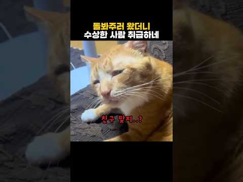 돌봐주러 왔더니 수상한 사람 취급하는 고양이