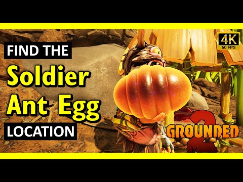 How to Find Red Soldier Ant Eggs | Grounded 2 (2025)