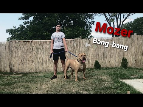 Mozer - Bang-bang (Official Music Video)