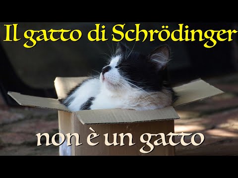 Il gatto di Schrödinger non è un gatto - CURIUSS