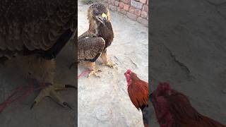 Download lagu Brave Eagle Golden Facing Crazy Rooster 🐓🦅 #shorts #eagle #rooster mp3