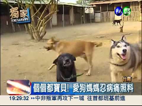 癌末愛狗媽媽 收養上百隻流浪狗