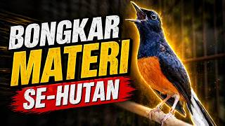 Download lagu PANCINGAN MURAI BATU PAGI HARI FULL ISIAN TEMBAKAN, AMPUH BIKIN MURAI BATU BONGKAR ISIAN mp3