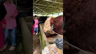 Download lagu Eby looks at the cow mp3