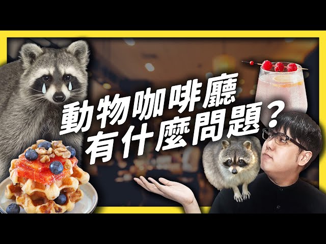 虐待浣熊的咖啡廳，有法可管嗎？你的「療癒」可能會讓牠很「焦慮」！｜志祺七七