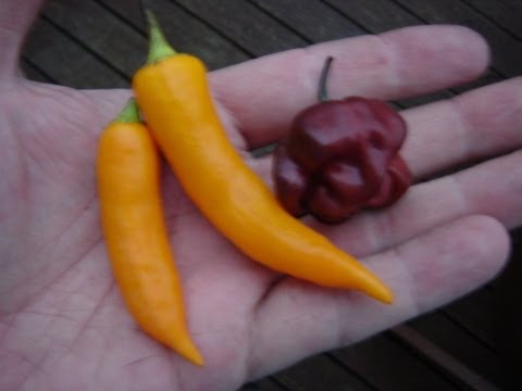 Jamaican Hot Chocolate Habanero & Aji Golden Pod Test