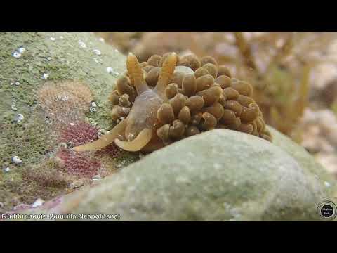 Spurilla neapolitana