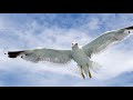 The Dillards - I'll Fly Away (Lyrics)  [HD]
