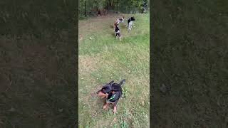 Video preview image #1 Dachshund-Unknown Mix Puppy For Sale in East Derry, NH, USA