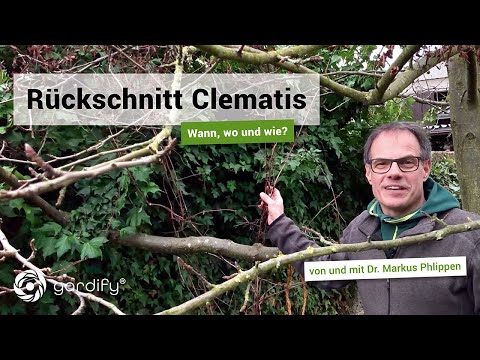 , title : 'Rückschnitt Clematis: Wann, wo und wie!   | gardify Tipps'