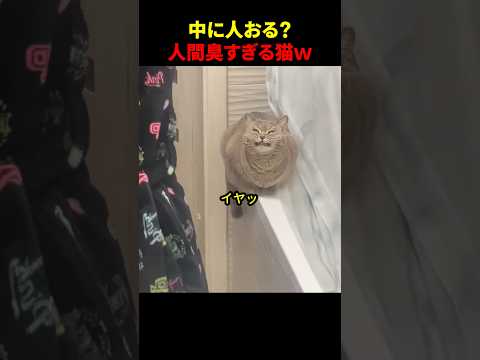 中に人おる？人間臭すぎる猫 #ほっこりショート
