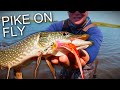 Video Thumbnail for Fly Fishing for Pike on Canada Day!!