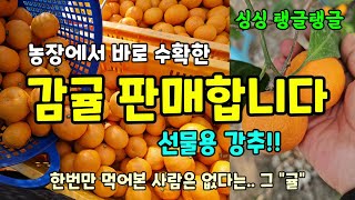 농장직송 싱싱하고 당도 높은 감귤 판매합니다 선물용추천해요