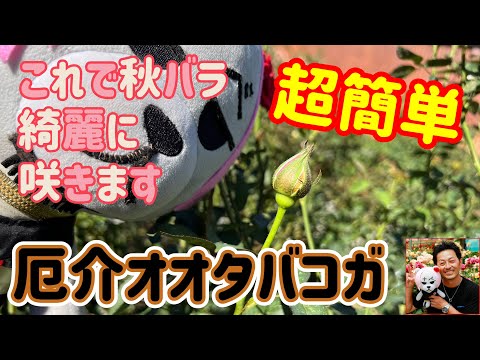 園芸 変化するチャイニーズローズ、バタフライローズ