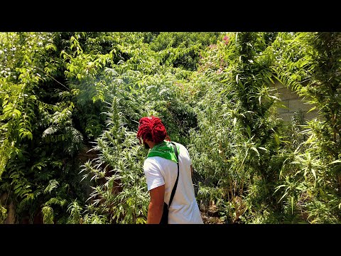 Scratchii Bamma - Ganja Smoker (Official Music Video)