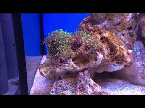 009 Akwarium Morskie 500L - GSP zmiany w 9 tygodni