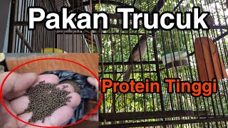 Download lagu HIGH PROTEIN FEED❗Best Trucuk Bird Feed mp3