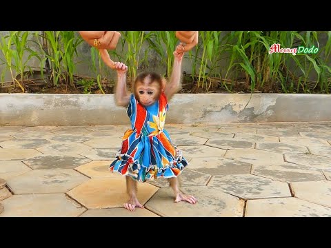 Wow Most Cutest Small Shusy Wear Dresses Walking Two Legs Like Hum@n Babey