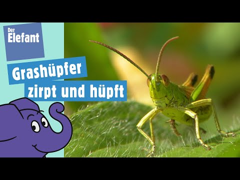 Warum zirpt ein Grashüpfer? | Der Elefant | WDR