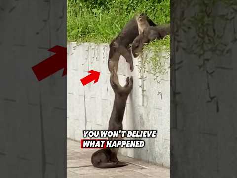 These otters show what real friendship looks like ❤️ #otter