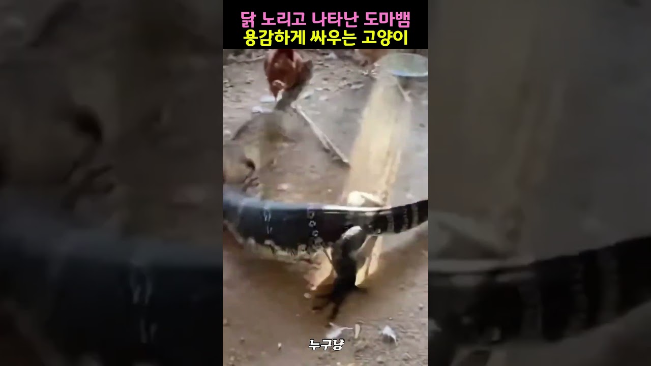 닭 노리고 나타난 도마뱀 용감하게 싸우는 고양이