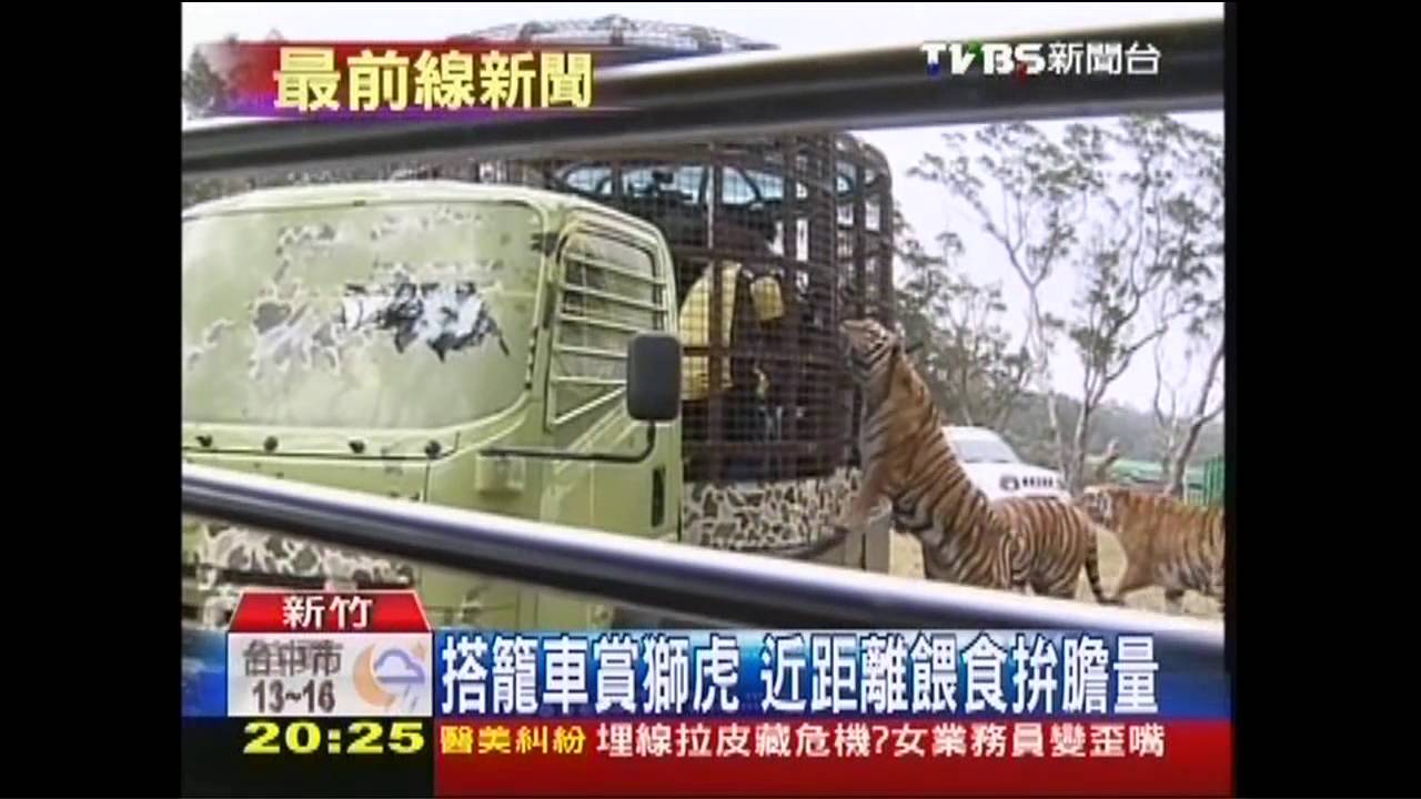 搭籠車賞獅虎　近距離餵食拚膽量