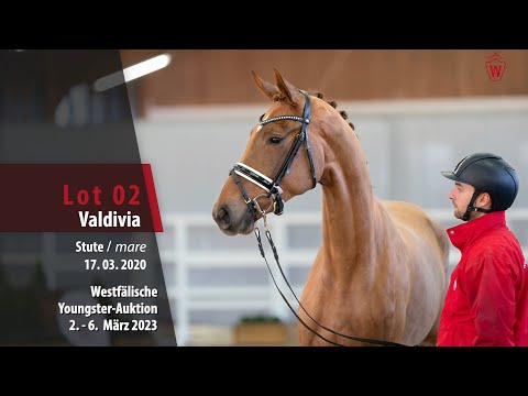 Youngster-Auktion Lot 02 Valdivia Stute v. V-Plus - Rock Amour