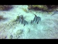 Aqua Cat Bahamas The Washing Machine 2015