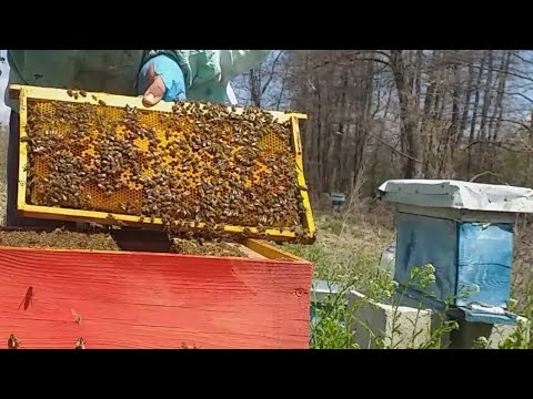 Beekeeping 2021 - Apicultura 2021 - Apicoltura 2021 - Pčelarstvo 2021 - Imkerei 2021