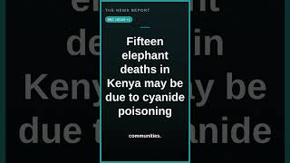 Fifteen elephant deaths in Kenya may be due to cyanide poisoning