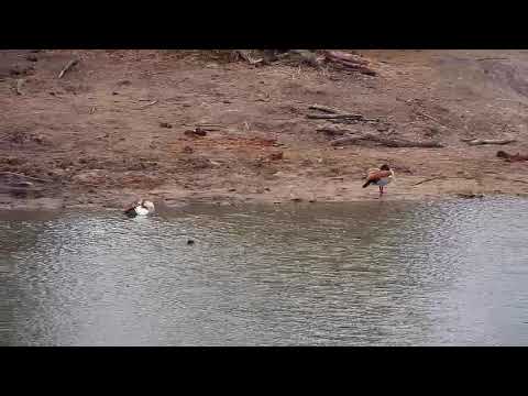 Djuma: Little Grebe juvenile and Egyptian Geese - 15:48 - 09/02/20