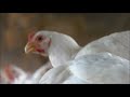Food Inc Clip