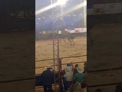 Maior nota do rodeio cutiano 90.0 Exposul 2025 Jundiaí do Sul