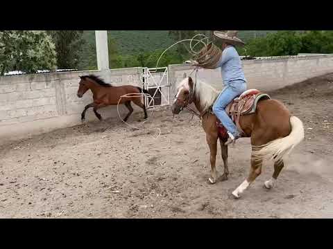 Tirando piales sin guante o manilla jajay