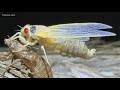 Screeches & Skins: The Cicadas are Emerging