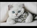 Смешные кошки (Выпуск 3) Приколы 